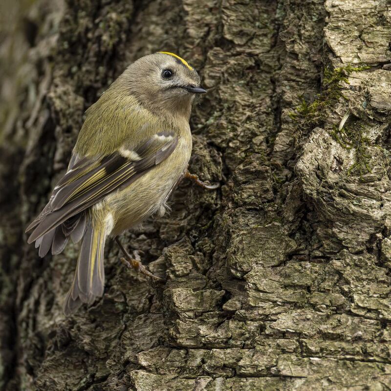 желтоголовый королек, королек Желтоголовый королек фото превью