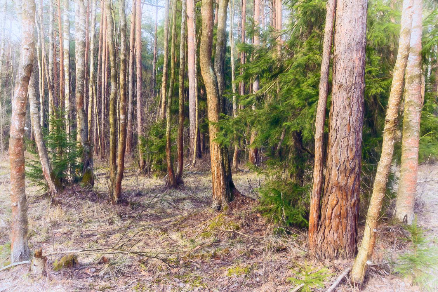 лес, весна, свет, Валерий Вождаев