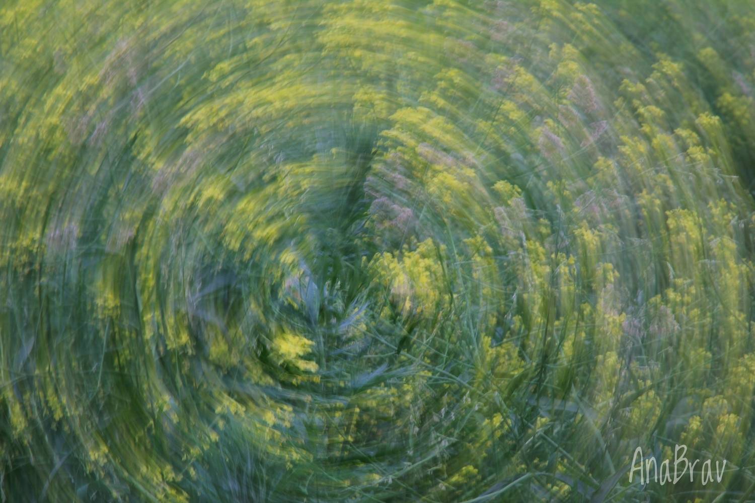 , Бравичева Анастасия