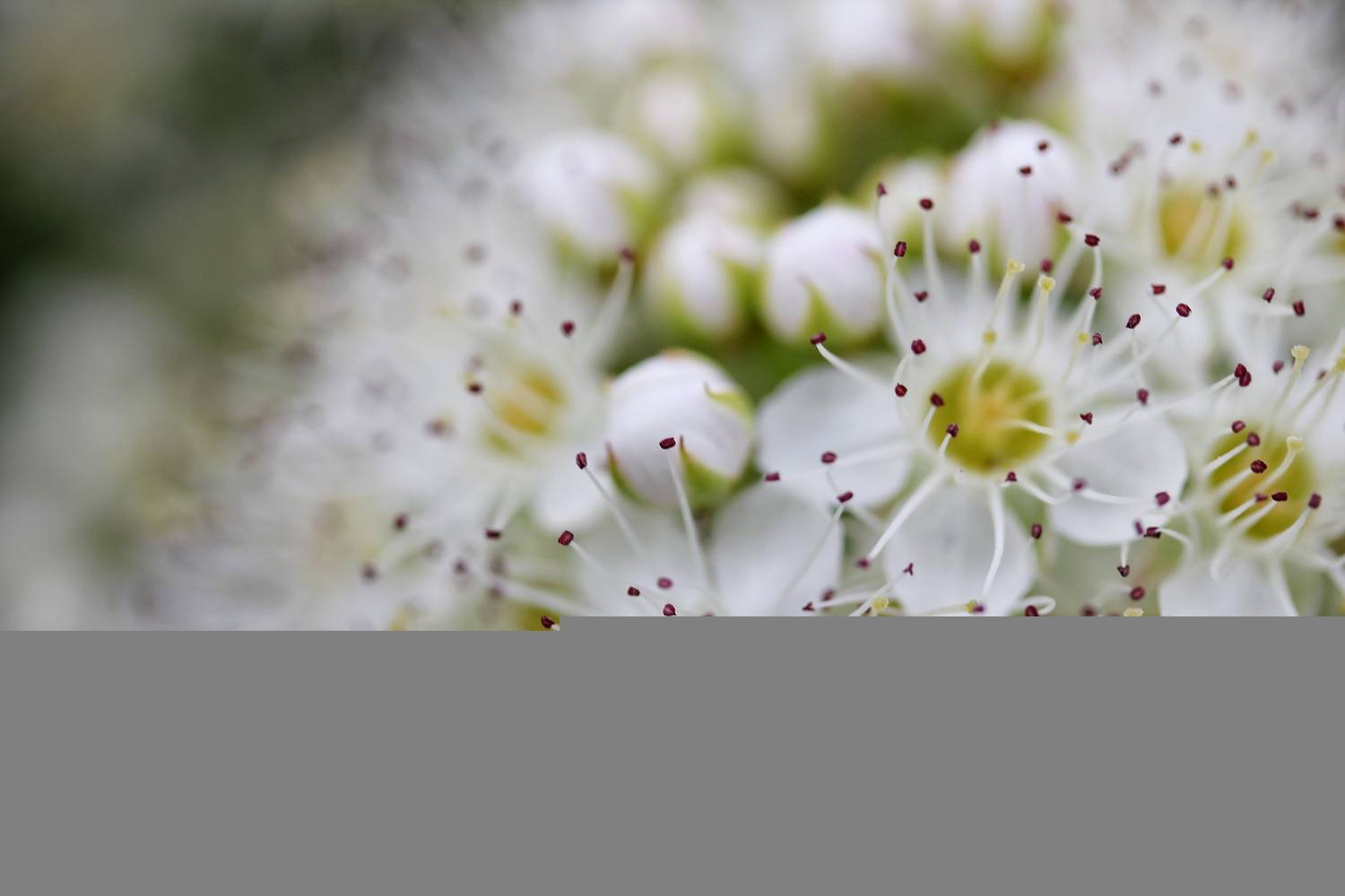 , Бравичева Анастасия