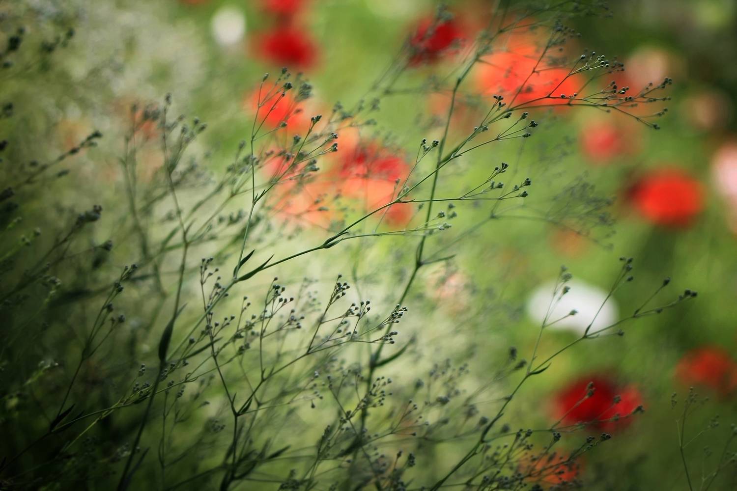 , Лайко Марина