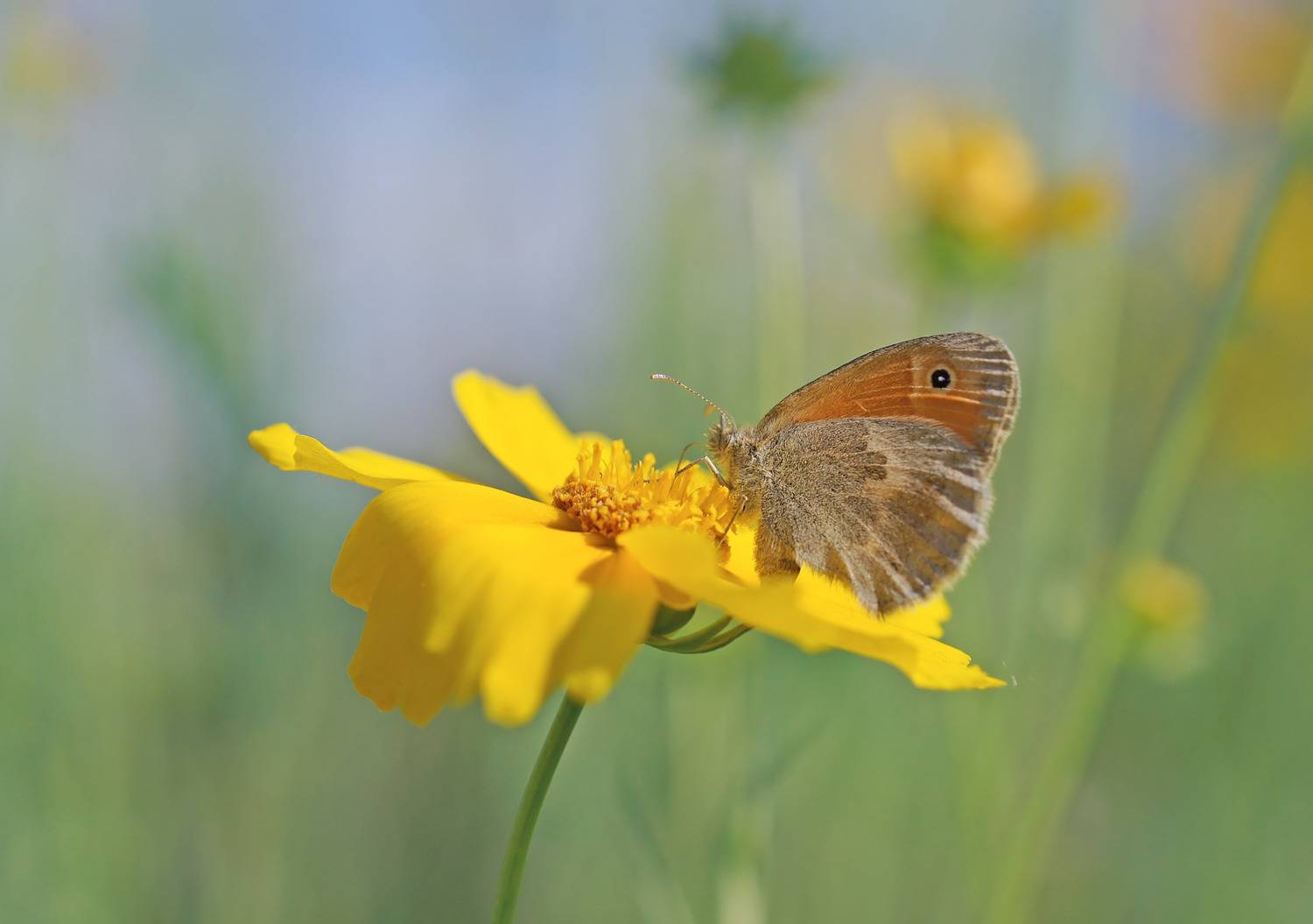 , Чепленко Алексей
