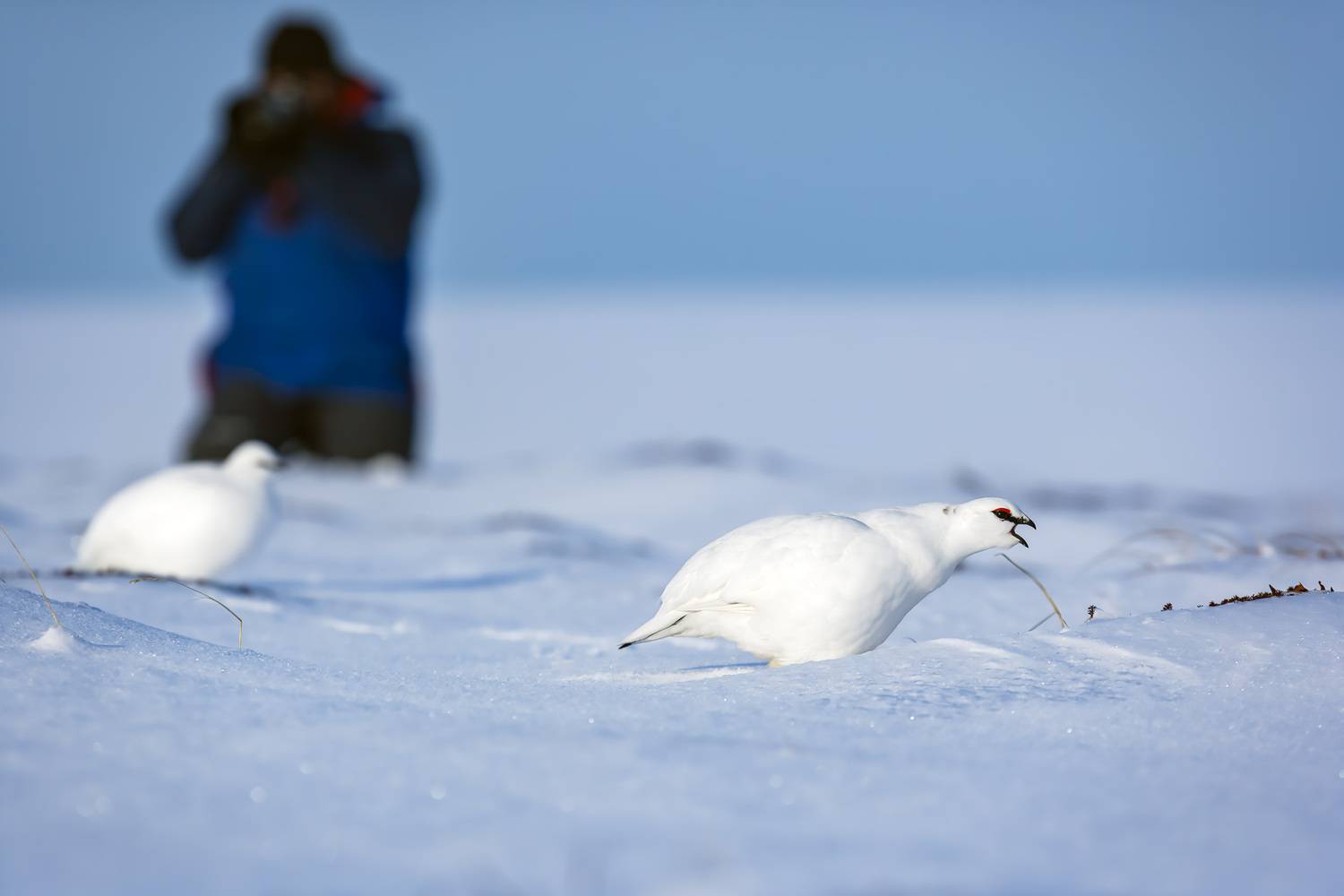 тундряная куропатка, фотограф, остров беринга, Уткин Дмитрий
