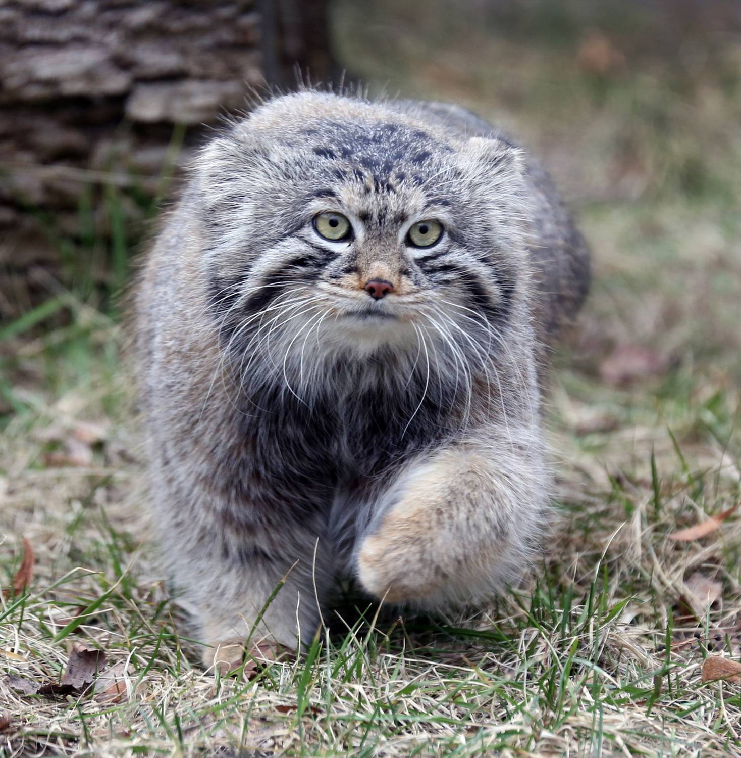 , Бибичков Михаил