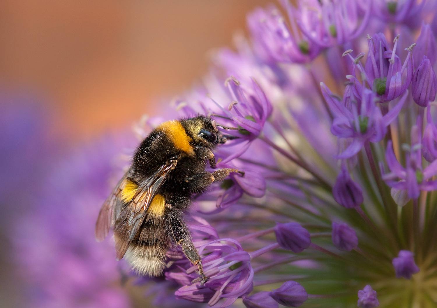 , Олег Тыркин