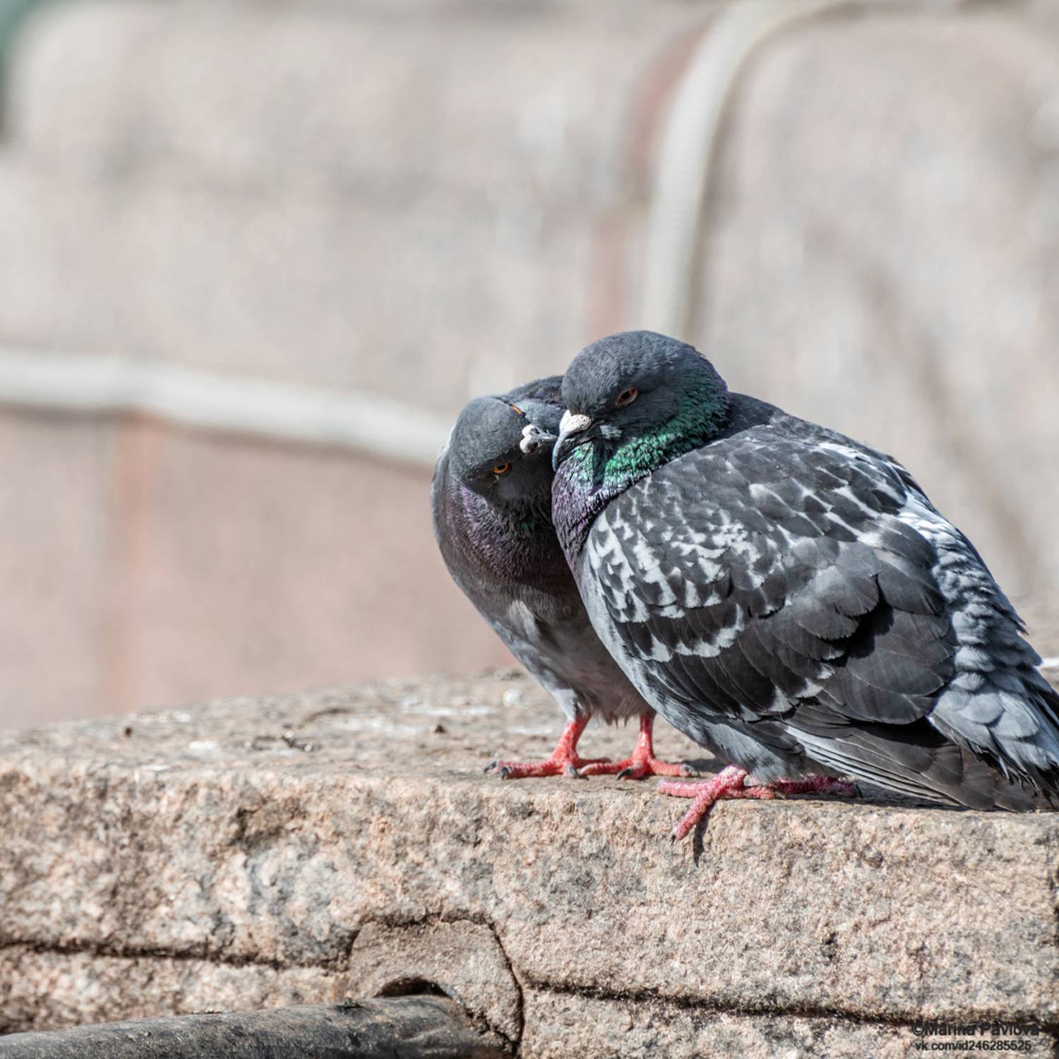 птицы, птицы в городе, голуби, голубиная пара,1 апреля международный день птиц, Павлова Марина