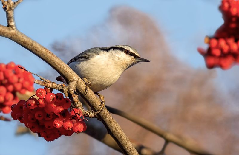 птица, поползень, Поползень (2 ФОТО) фото превью