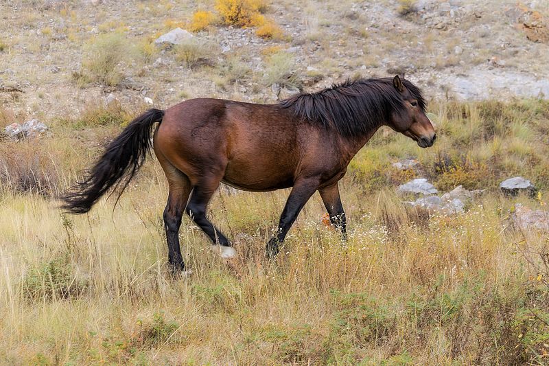 Лошадки  фото превью