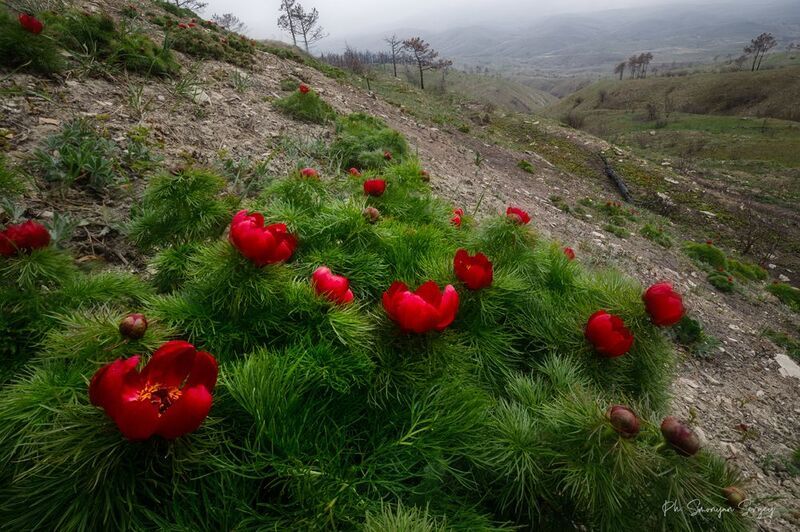 Пион фото превью