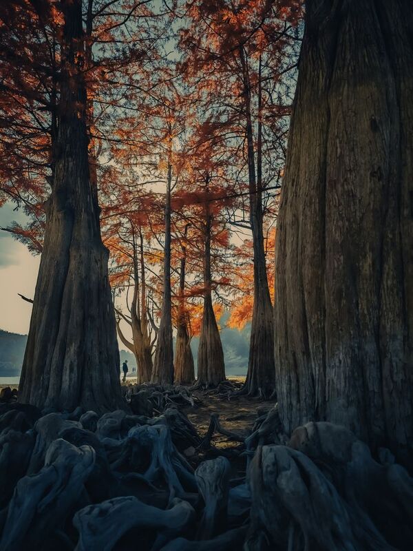 Осеннее утро среди кипарисов фото превью