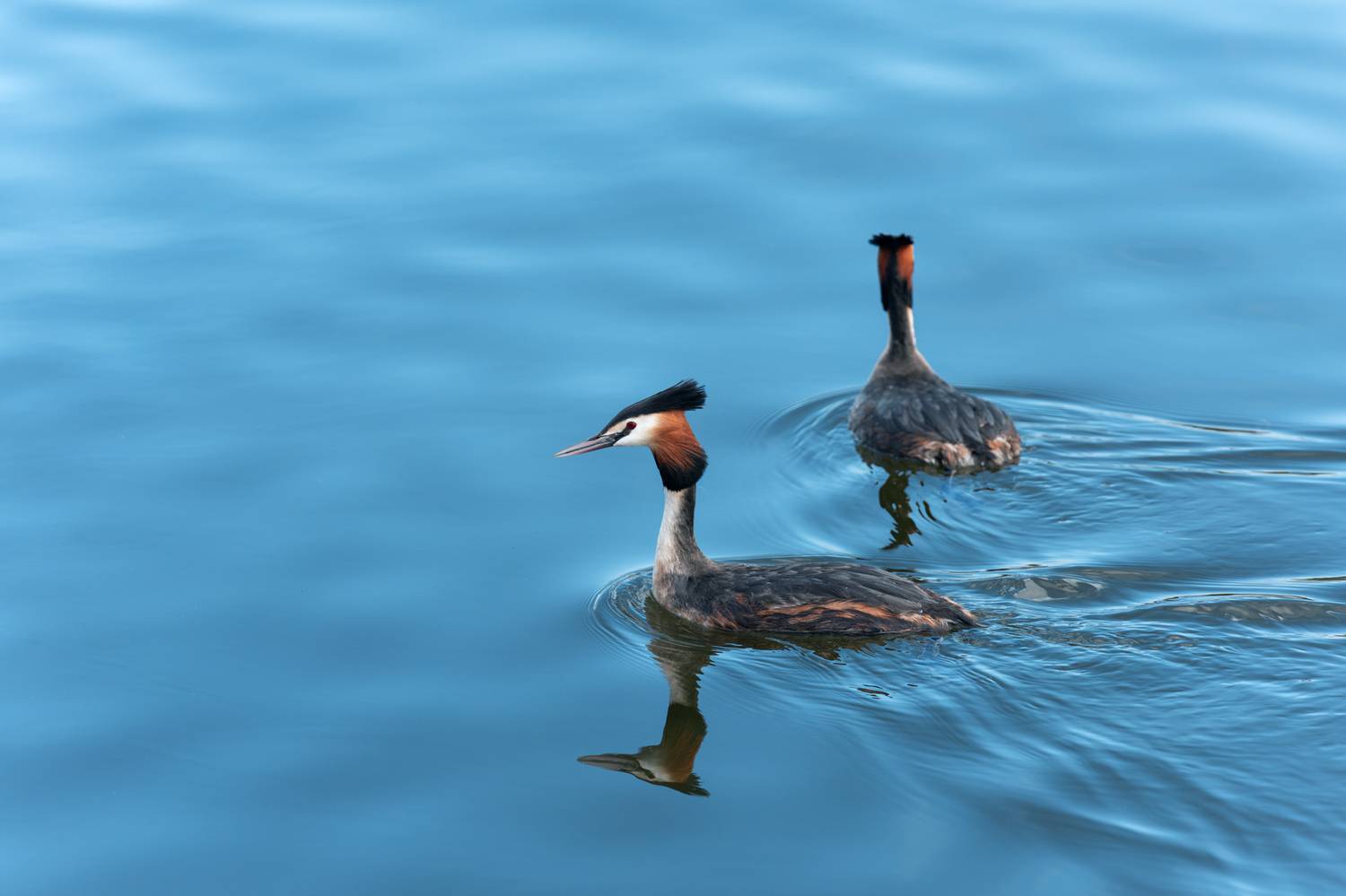большая поганка, чомга, podiceps cristatus, great crested grebe, Наталья Паклина