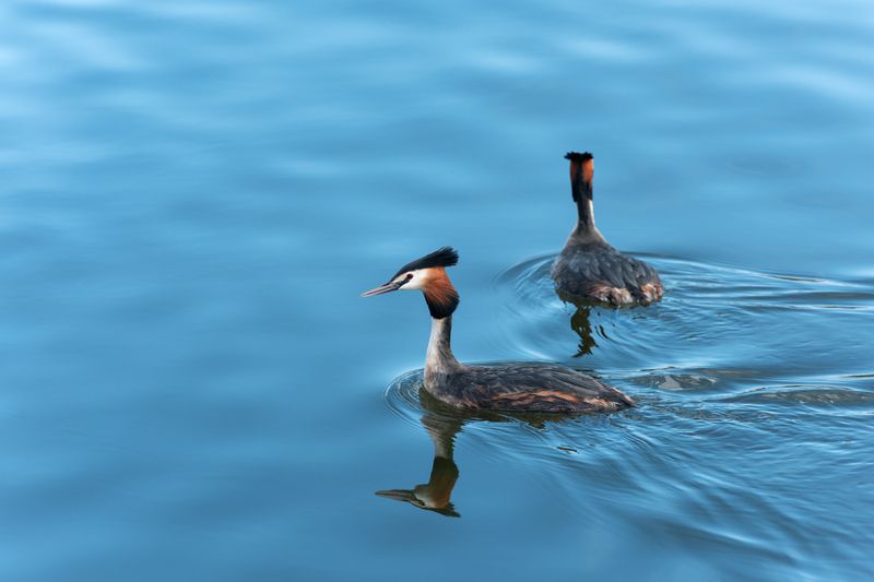 большая поганка, чомга, podiceps cristatus, great crested grebe Нарушители спокойствия фото превью