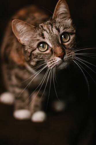 Шикарные усы