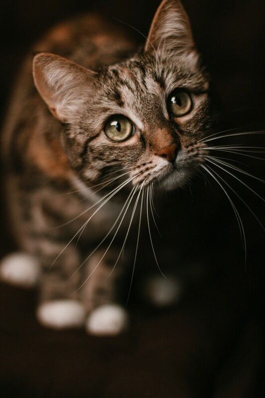 домашние животные,кошка Шикарные усы фото превью