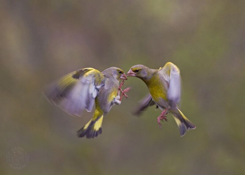 Обыкновенная зеленушка - Lens and Feathers фото превью