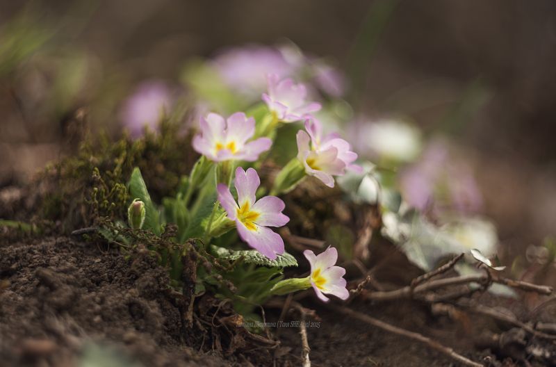 Примулы Ильяс-Кая фото превью