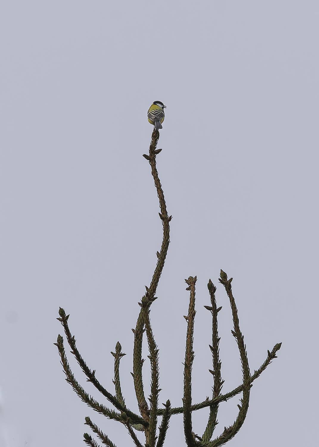 , Загруев Михаил