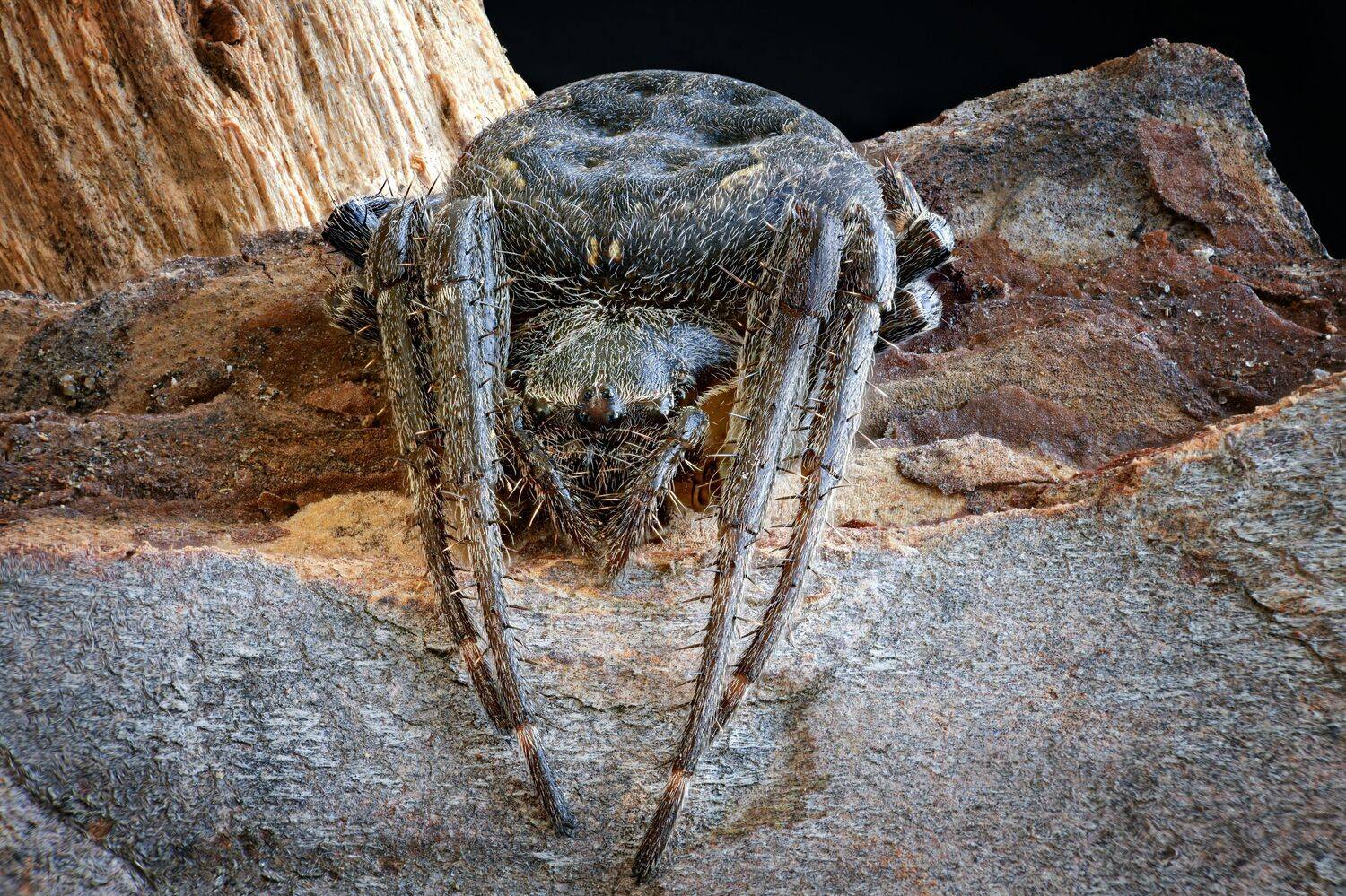 , Антон Финевич