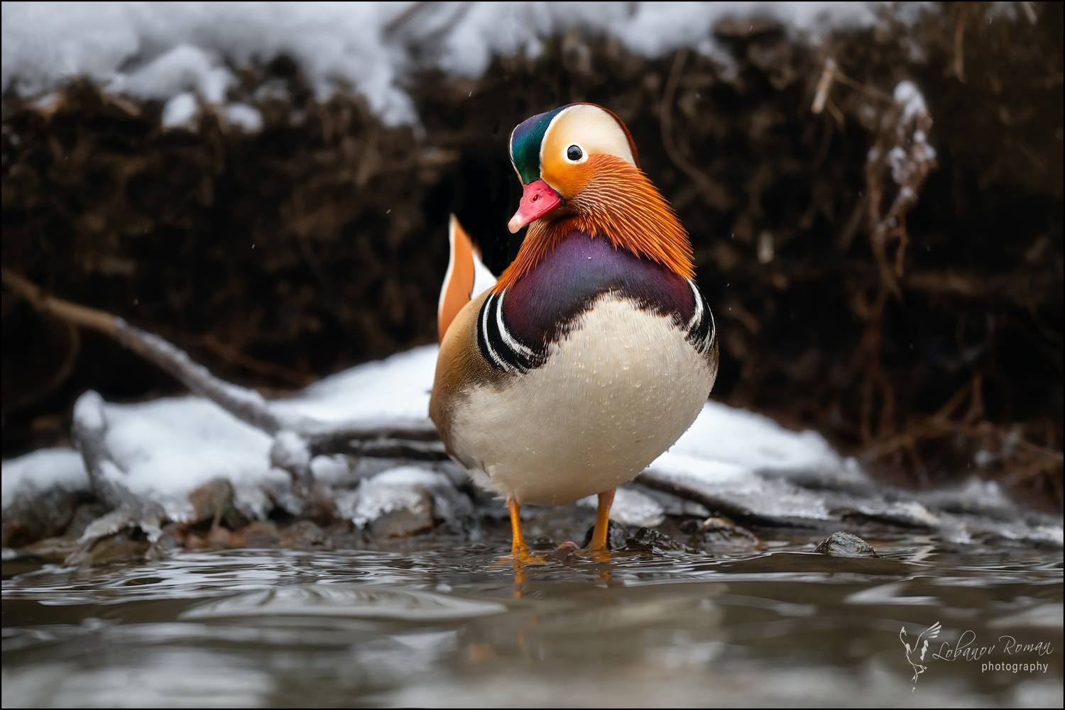 , Лобанов Роман