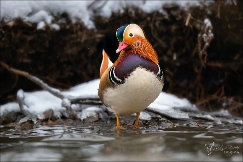 * * * фото превью