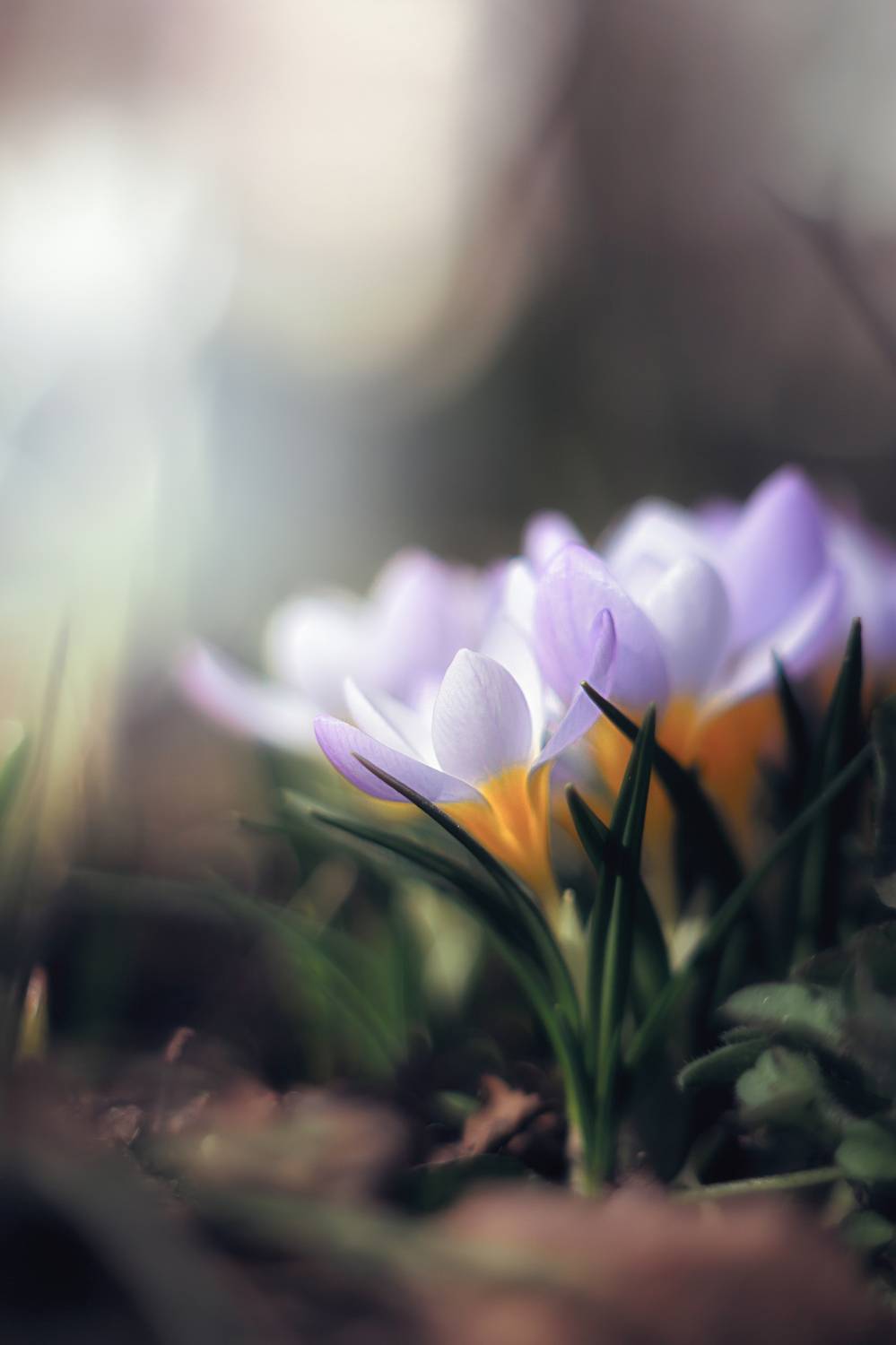 макро, весна, мануальная оптика, первоцветы, macro, spring, manuallens, pentacon, Обидина Мария