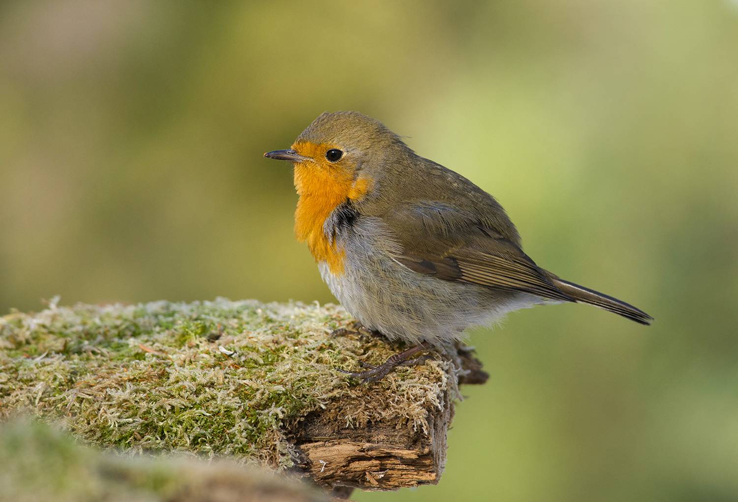 зарянка,малиновка,тихо, Иван