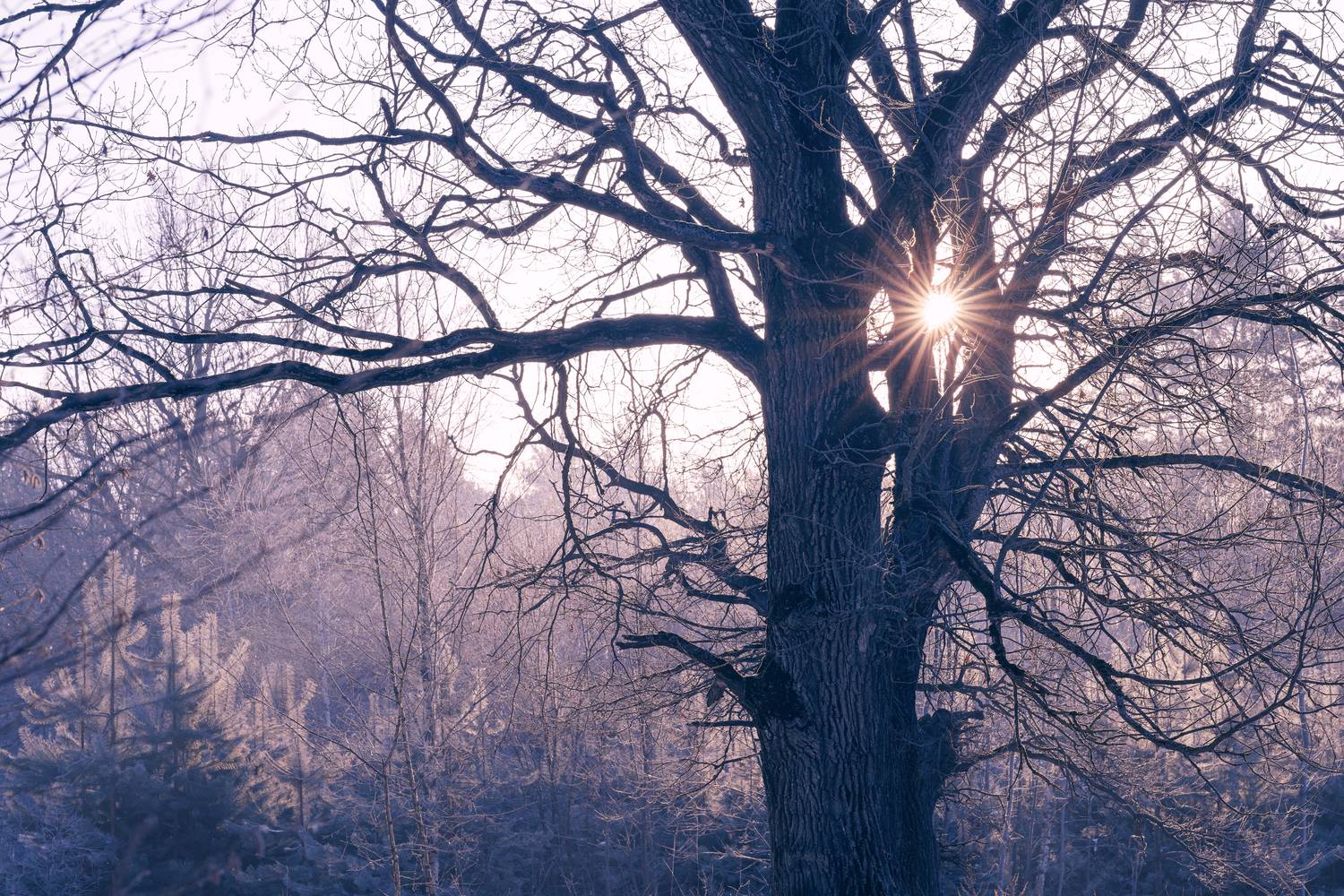 forest, tree, light, foliage, sunlight, oak, morning, beauty, sunrise, frost, cold, sunstar, nature, branch, sun, sunset, evening, Андрей Козлов