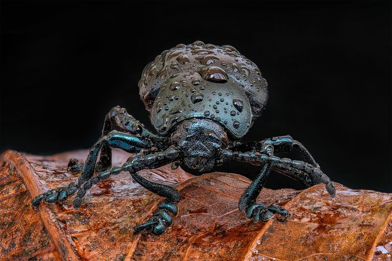 Листоед (лат. Timarcha goettingensis). фото превью