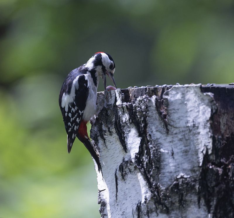 дятел, пёстрый, красавец,орех ,woodpecker, forest,nut, nature Ореховый охотник фото превью