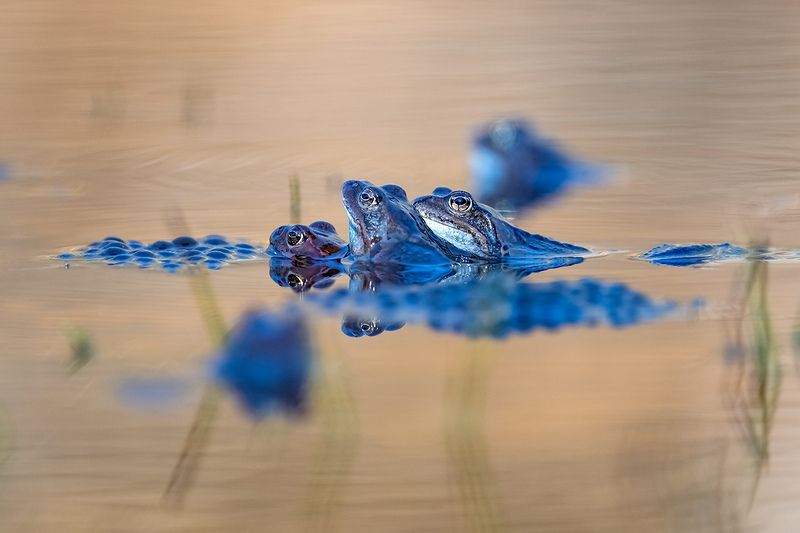 Третий лишний. фото превью