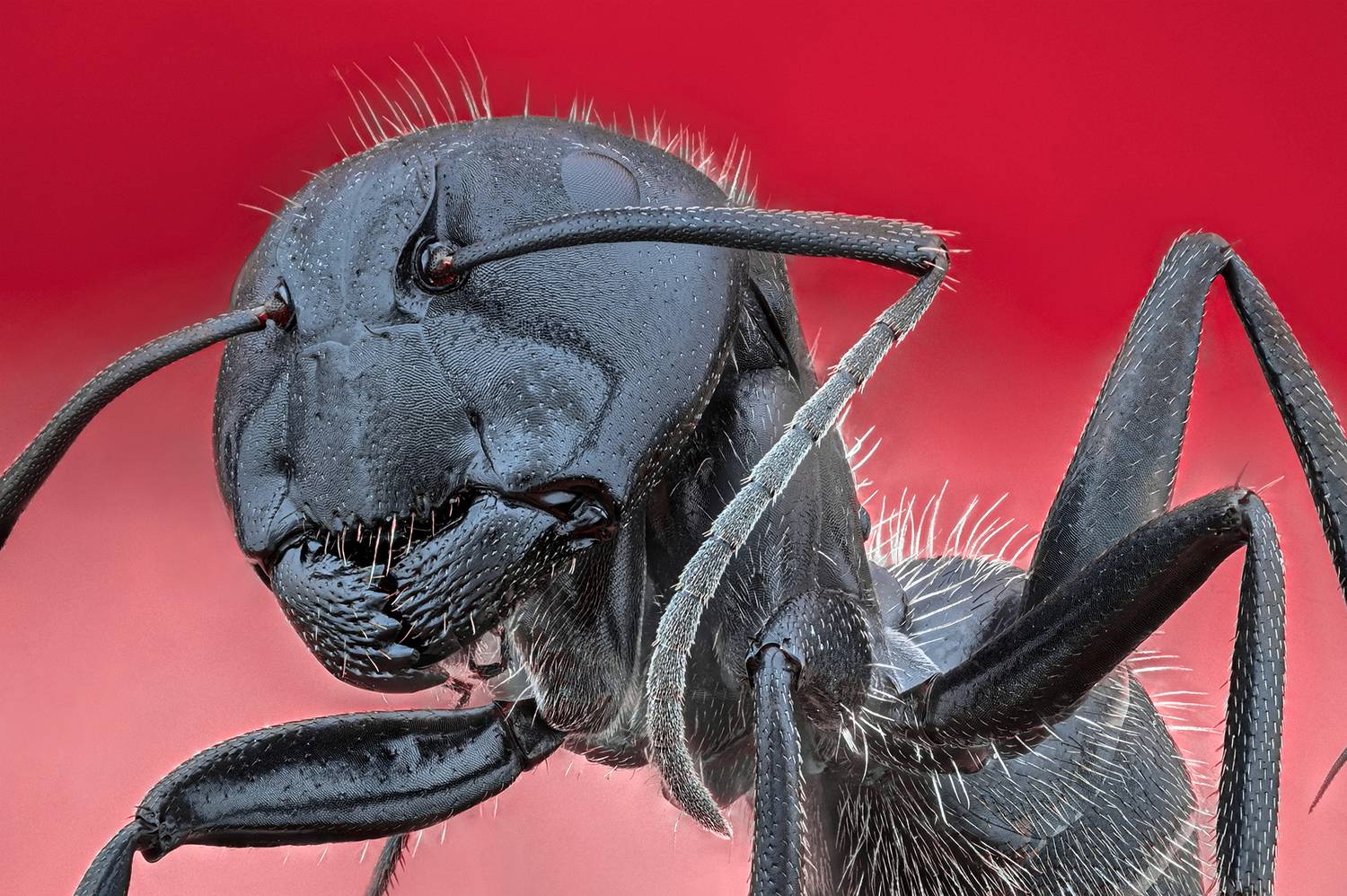 ceclii, macro, Ganev Tsvetan