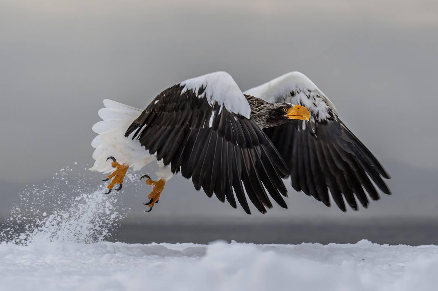 , Vladimir Vorobeychik