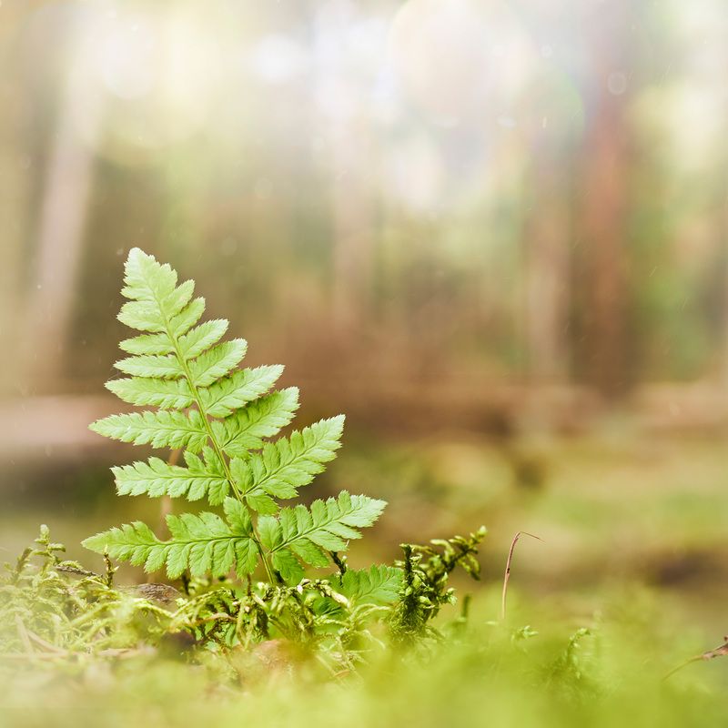листва, лес Лесная зарисовка фото превью