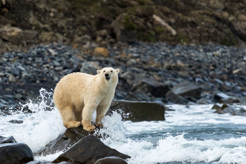 чукотское море, белый медведь Купание белого медведя фото превью