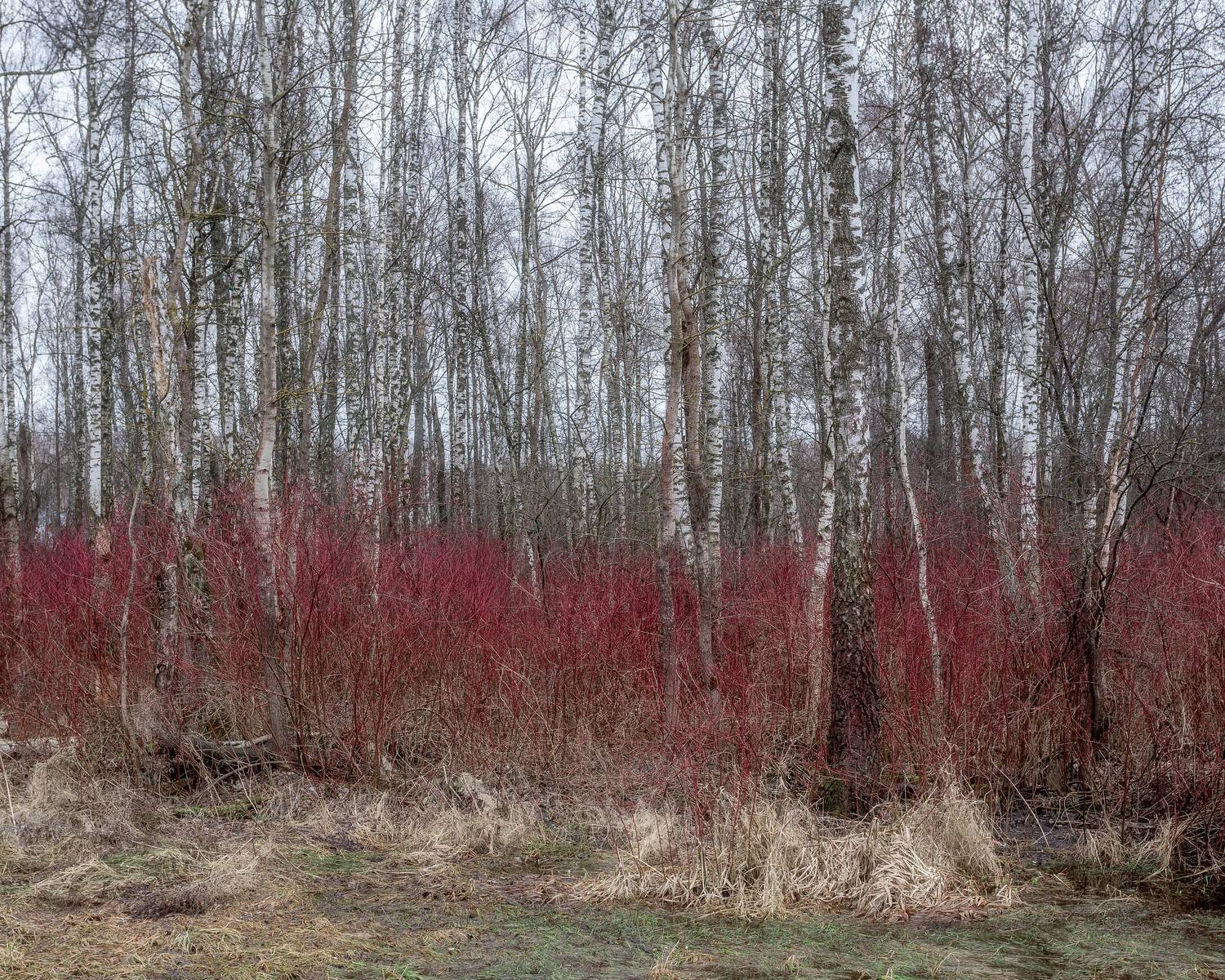 пейзаж, лесной пейзаж, ранняя весна, весенний лес, Московская область, дерен, Мартыненко Дмитрий