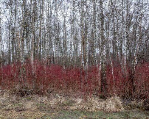 Апрель в лесу