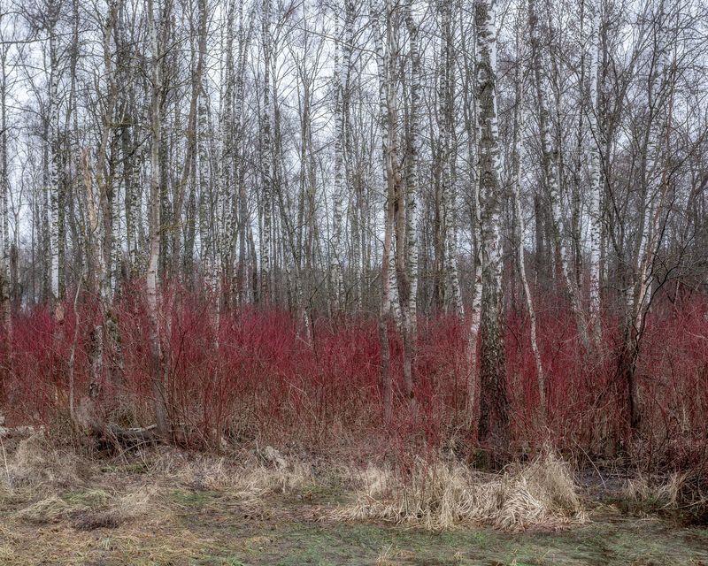 пейзаж, лесной пейзаж, ранняя весна, весенний лес, Московская область, дерен Апрель в лесу фото превью