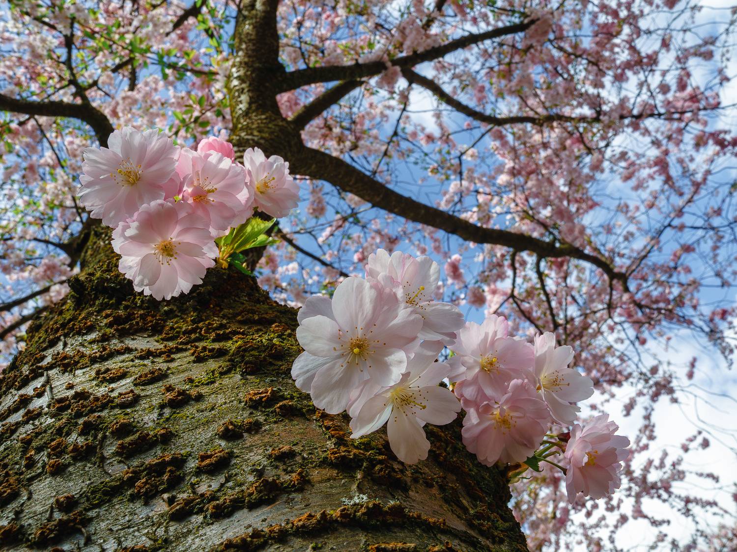 , Ирина Протченко
