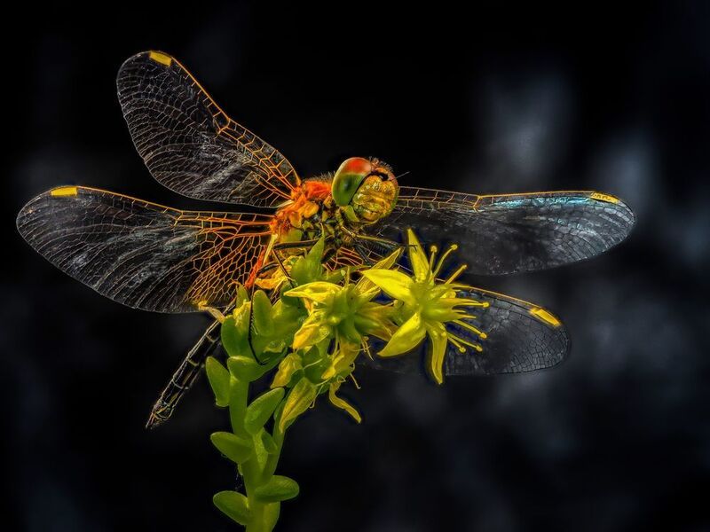 Грация. фото превью