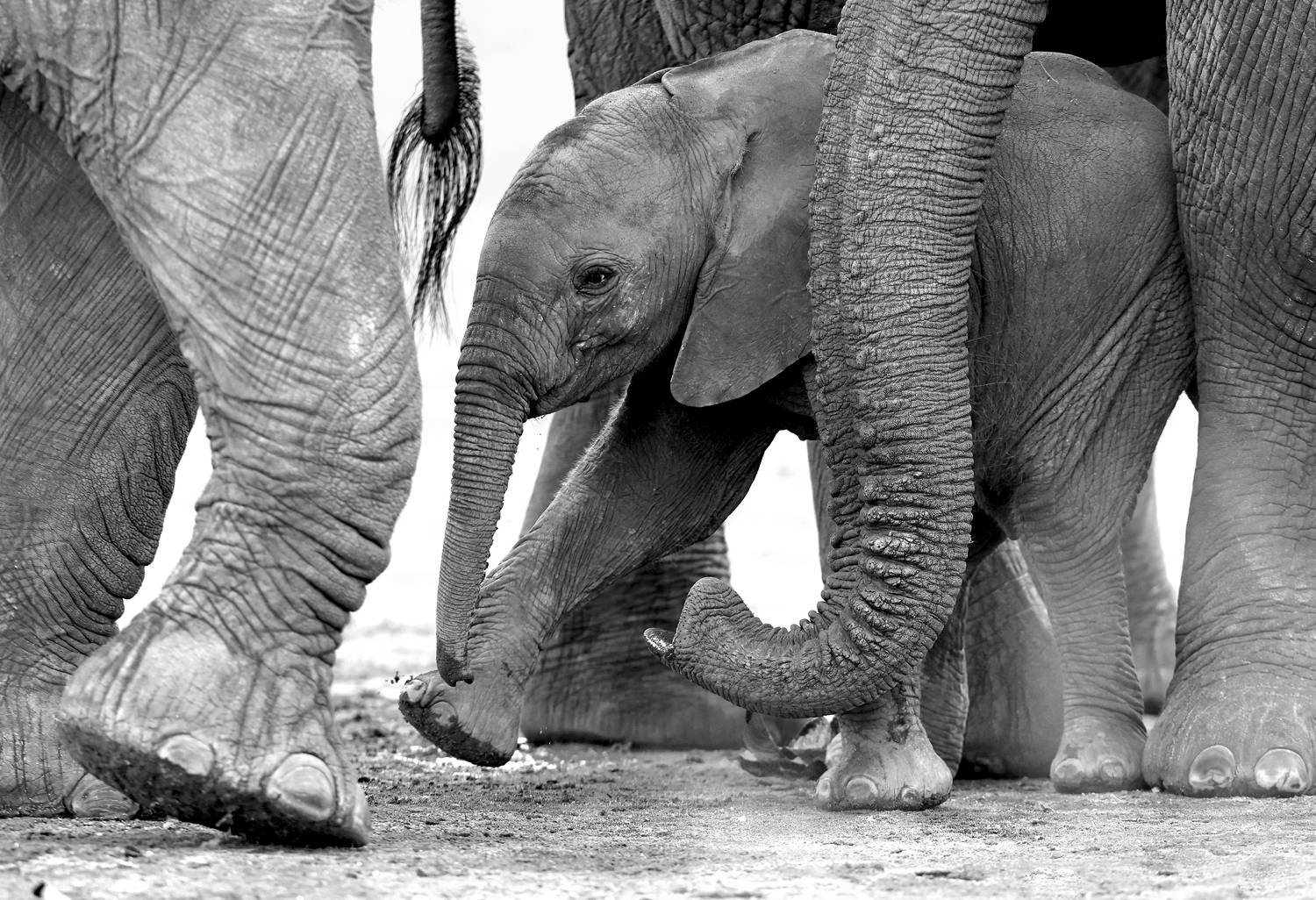 , Гудков Андрей