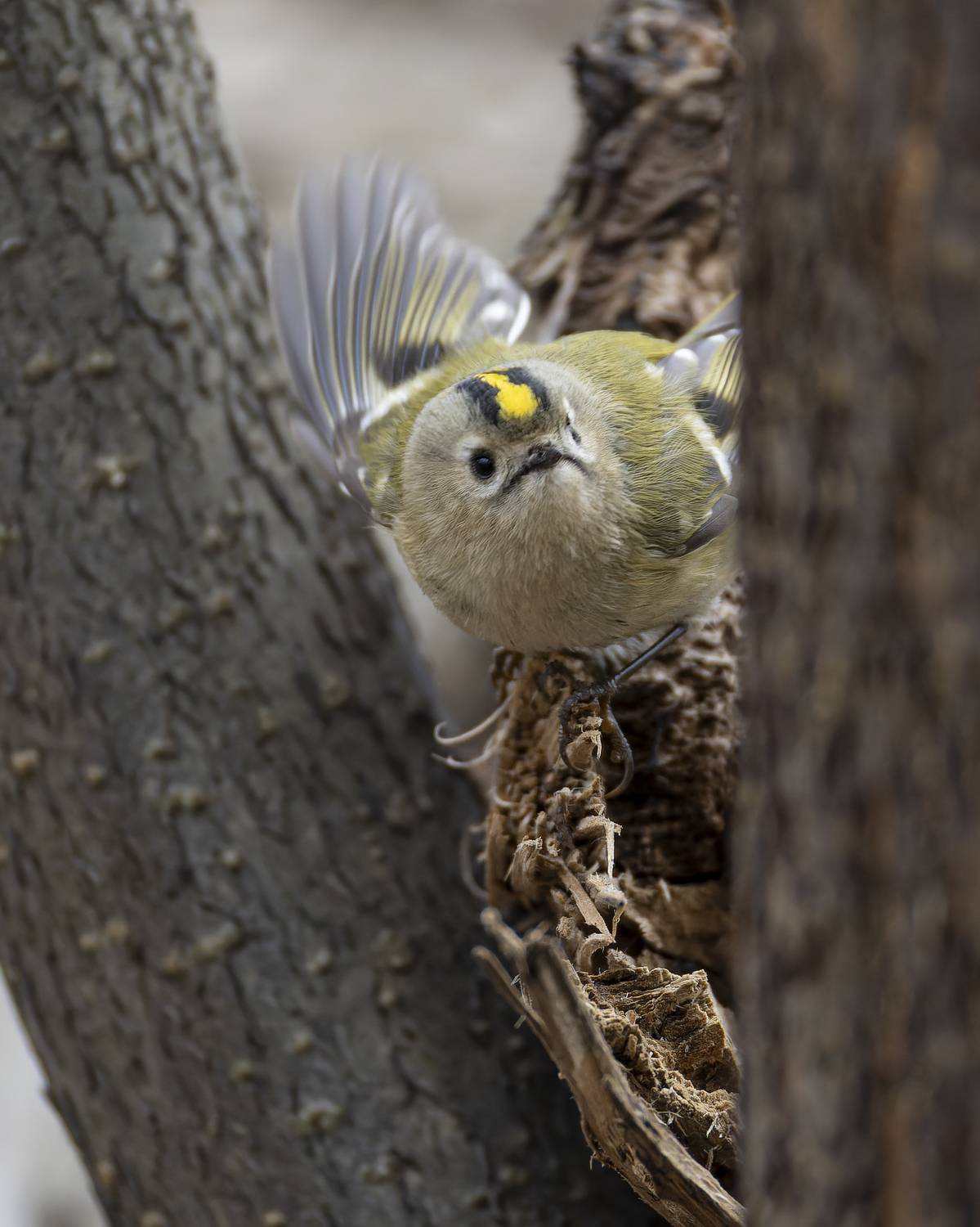 желтоголовый королек, королек, Руслан Pl