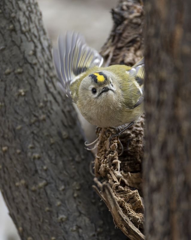 желтоголовый королек, королек Желтоголовый королек фото превью