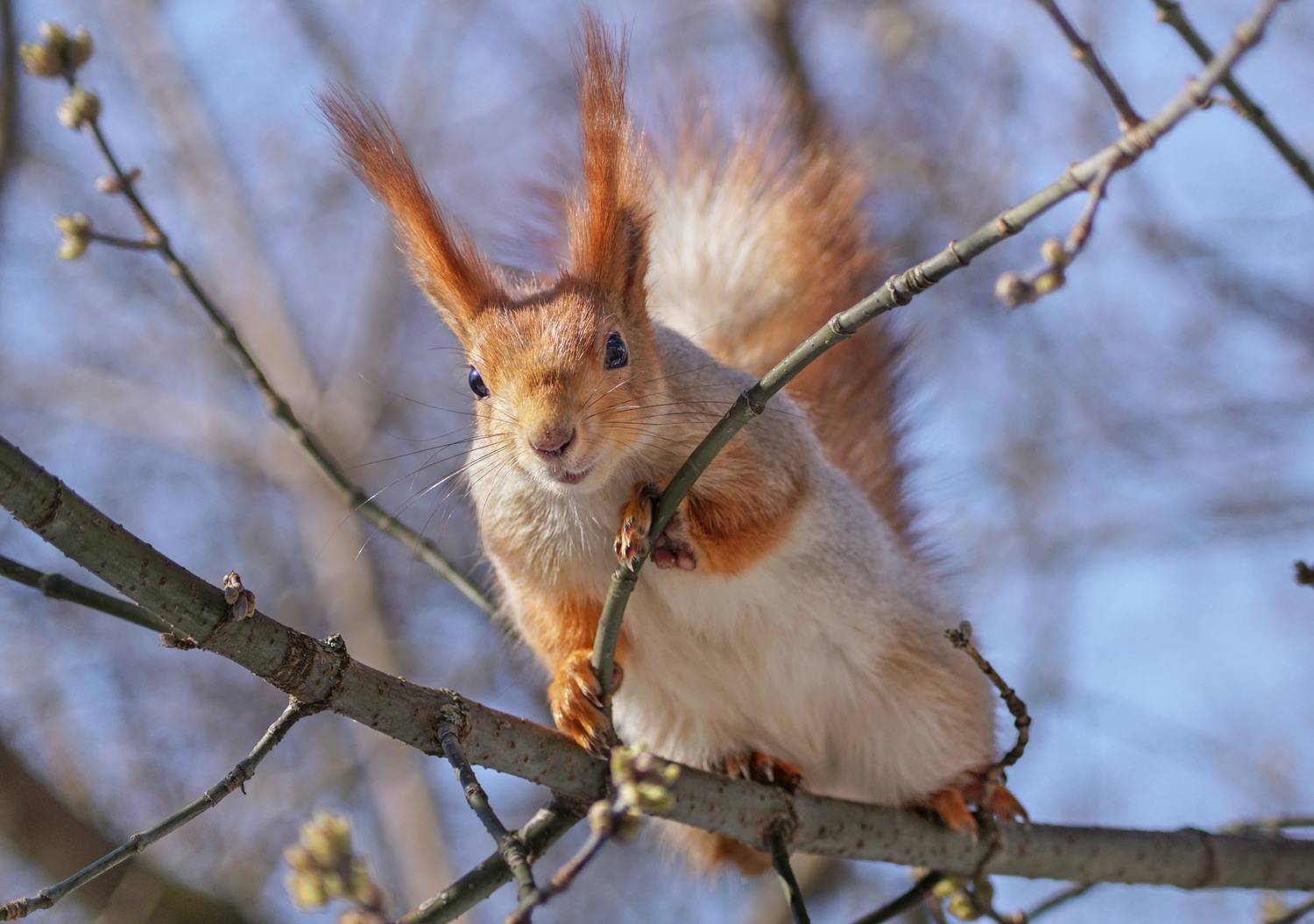 Белка, Чепленко Алексей