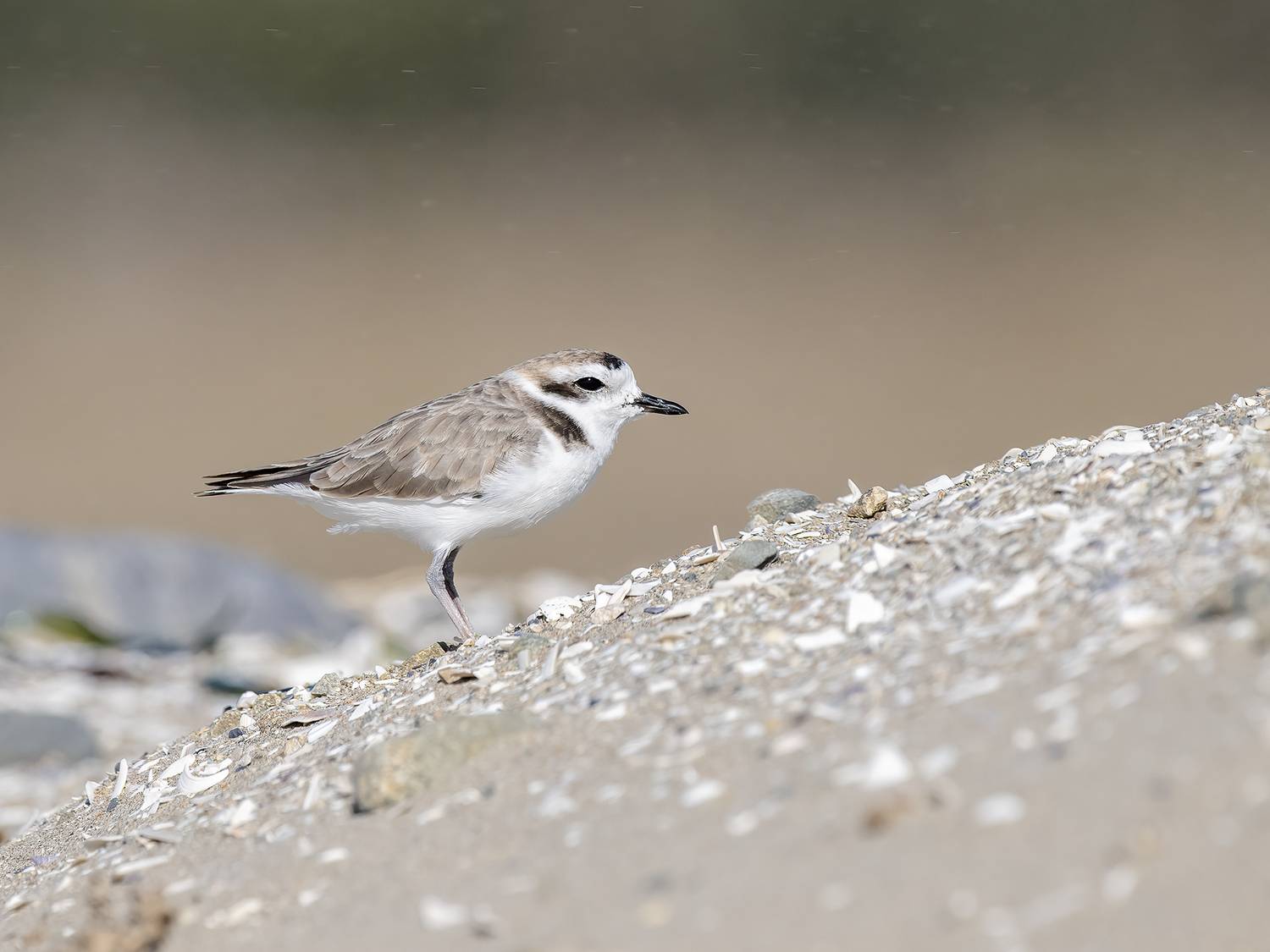 , Fernando Burgalin Sequeira