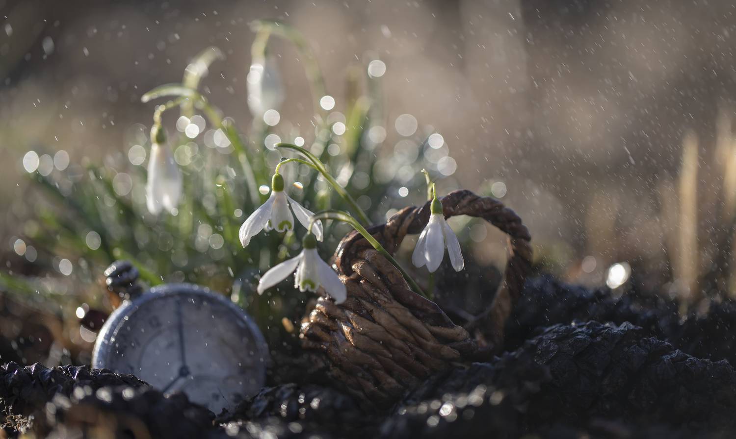 подснежники, Татьяна Феденкова
