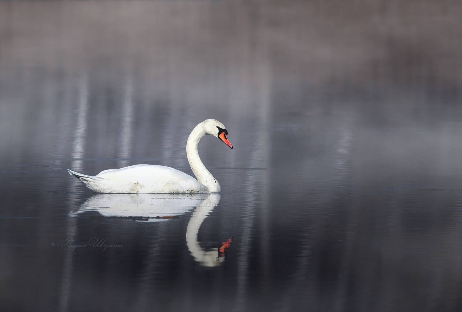 лебедь шипун, Шульгин Вадим