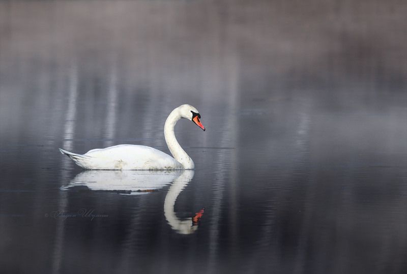 лебедь шипун *** фото превью