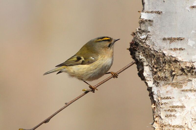 желтоголовый королёк,  королёк, regulus regulus, goldcrest, парк имени макса ашманна Исследователь фото превью