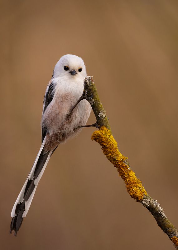Long-tailed Ti фото превью