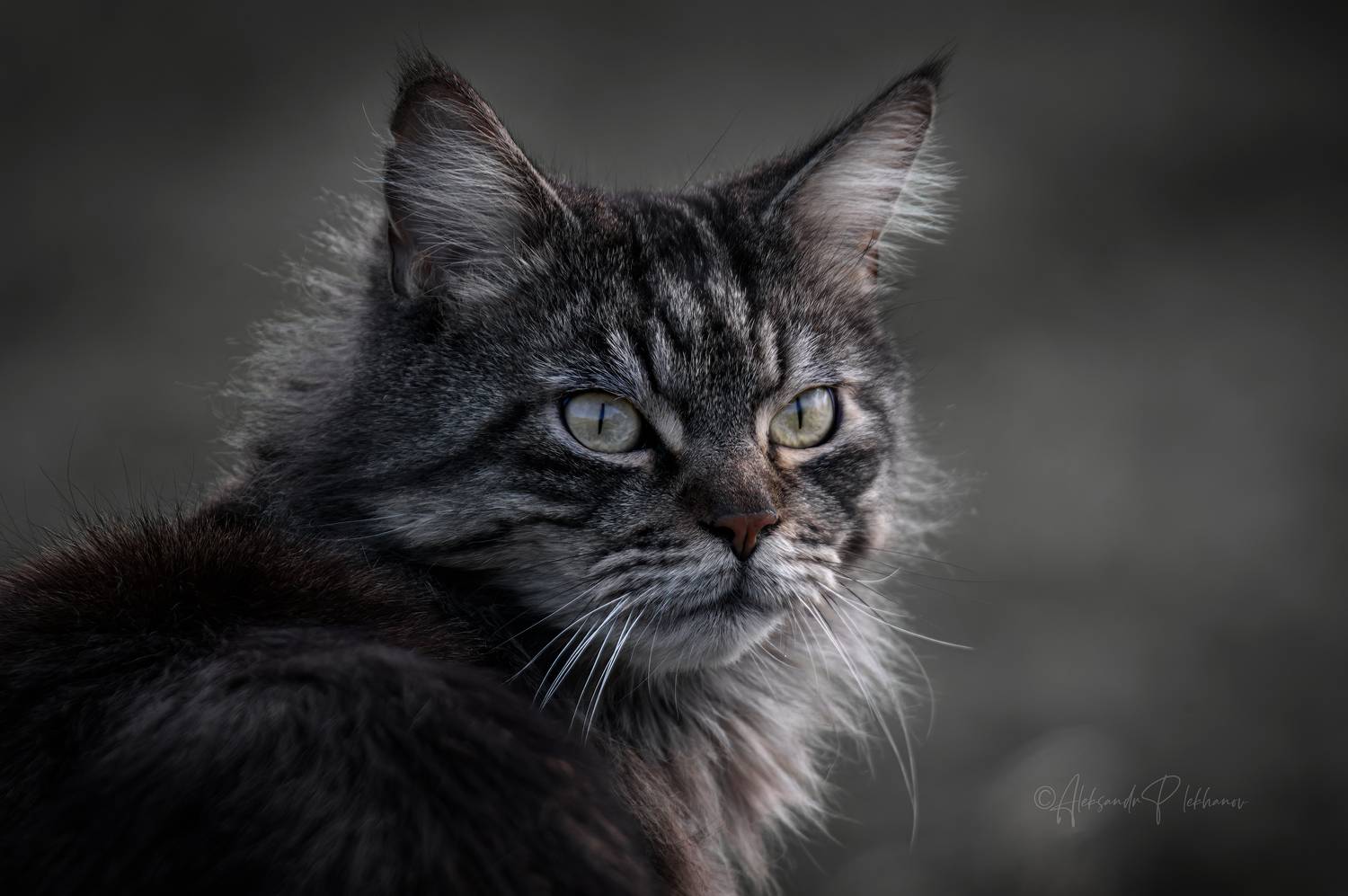 портрет, Плеханов Александр